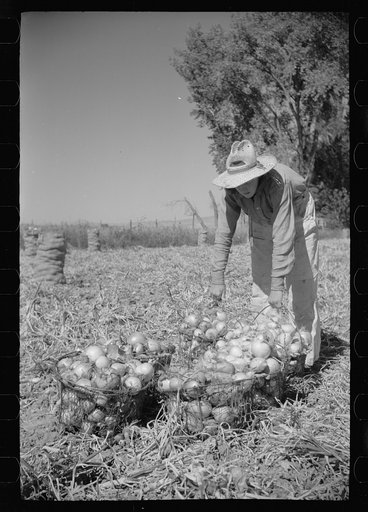 Onion field worker, Delta County, Colorado