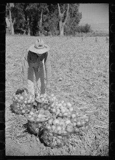 Untitled photo, possibly related to: Onion field worker, Delta County, Colorado