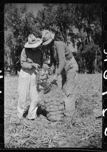 Untitled photo, possibly related to: Onion field worker, Delta County, Colorado
