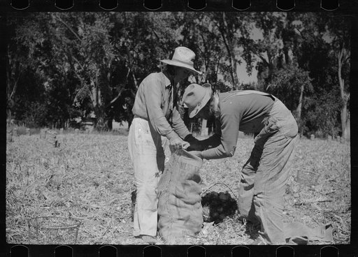 Untitled photo, possibly related to: Onion field worker, Delta County, Colorado