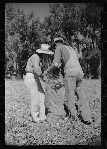 Untitled photo, possibly related to: Onion field worker, Delta County, Colorado