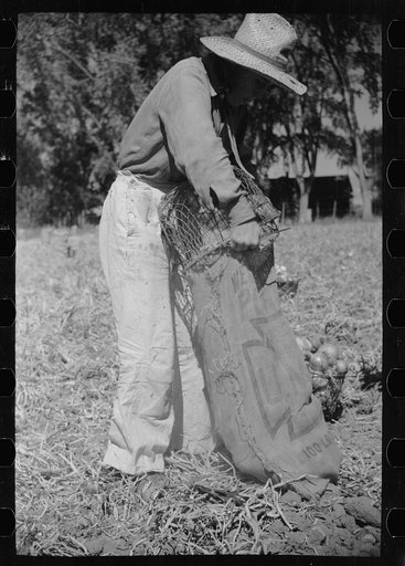 Untitled photo, possibly related to: Onion field worker, Delta County, Colorado