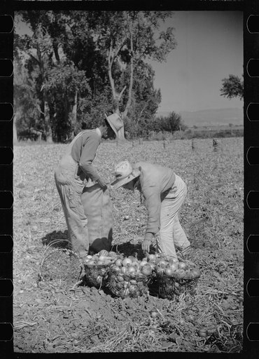 Picking onions, Delta County, Colorado