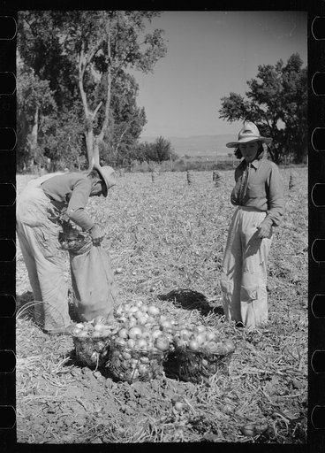 Untitled photo, possibly related to: Picking onions, Delta County, Colorado