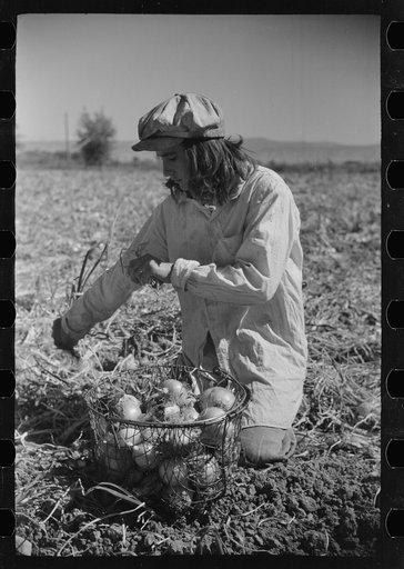 Untitled photo, possibly related to: Girl picking onions, Delta County, Colorado