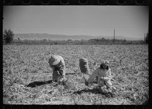 Untitled photo, possibly related to: Girl picking onions, Delta County, Colorado