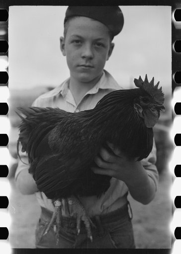Untitled photo, possibly related to: Wayne Beede, son of resettlement client, Western Slope Farms, Colorado, exhibits a champion rooster