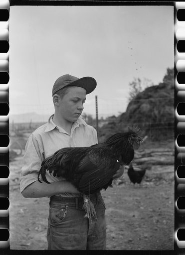 Wayne Beede, son of resettlement client, Western Slope Farms, Colorado, exhibits a champion rooster