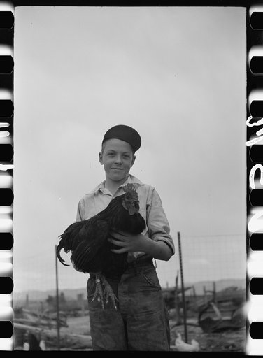 Untitled photo, possibly related to: Wayne Beede, son of resettlement client, Western Slope Farms, Colorado, exhibits a champion rooster