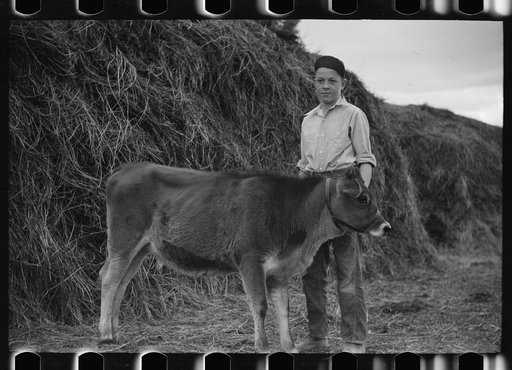 Untitled photo, possibly related to: Wayne Beede, son of resettlement client, Western Slope Farms, Colorado, poses with his prizewinning 4-H calf