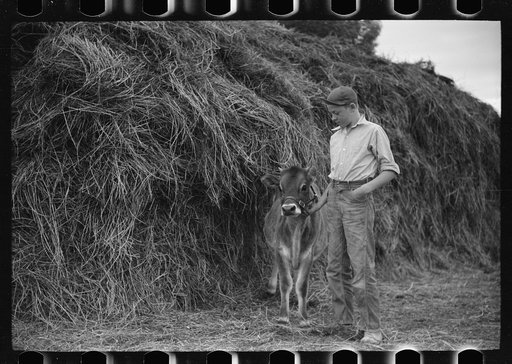 Untitled photo, possibly related to: Wayne Beede, son of resettlement client, Western Slope Farms, Colorado, poses with his prizewinning 4-H calf