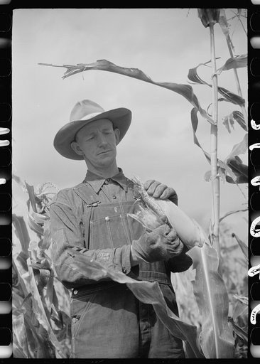 Thomas W. Beede exhibits some of the corn grown on his farm, Western Slope Farms, Colorado