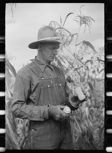 Thomas W. Beede exhibits some of the corn grown on his farm, Western Slope Farms, Colorado