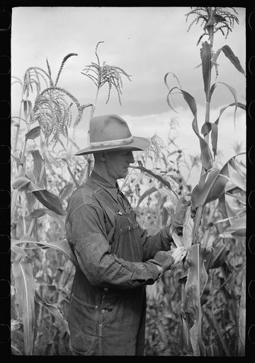 Untitled photo, possibly related to: Thomas W. Beede exhibits some of the corn grown on his farm, Western Slope Farms, Colorado