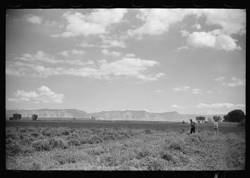 Untitled photo, possibly related to: Thomas W. Beede and his bean field, Western Slope Farms, Colorado