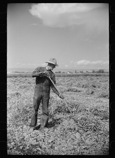Untitled photo, possibly related to: Thomas W. Beede, resettlement client, Western Slope Farms, Colorado