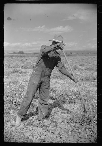 Untitled photo, possibly related to: Thomas W. Beede, resettlement client, Western Slope Farms, Colorado