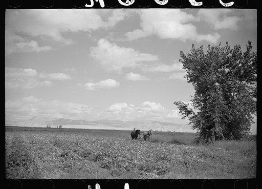 Untitled photo, possibly related to: Thomas W. Beede, resettlement client, cutting beans, Western Slope Farms, Colorado