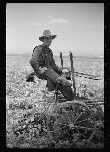 Untitled photo, possibly related to: Thomas W. Beede, resettlement client, cutting beans, Western Slope Farms, Colorado