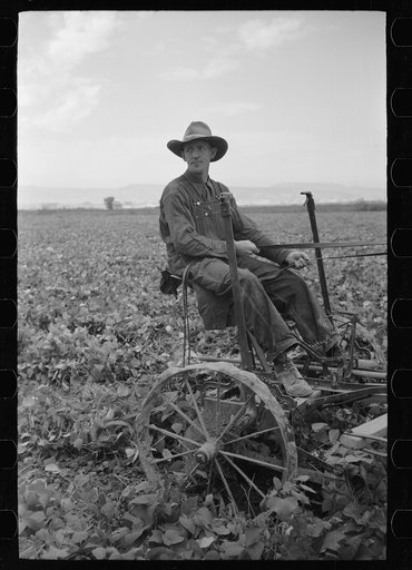 Untitled photo, possibly related to: Thomas W. Beede, resettlement client, cutting beans, Western Slope Farms, Colorado