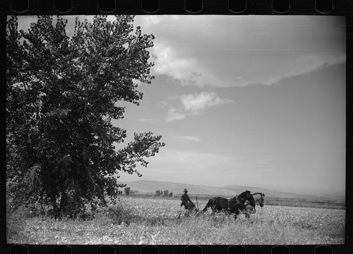Thomas W. Beede, resettlement client, cutting beans, Western Slope Farms, Colorado