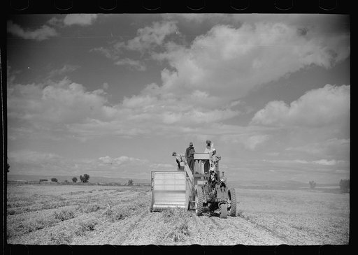 Untitled photo, possibly related to: Bean threshers, western Colorado