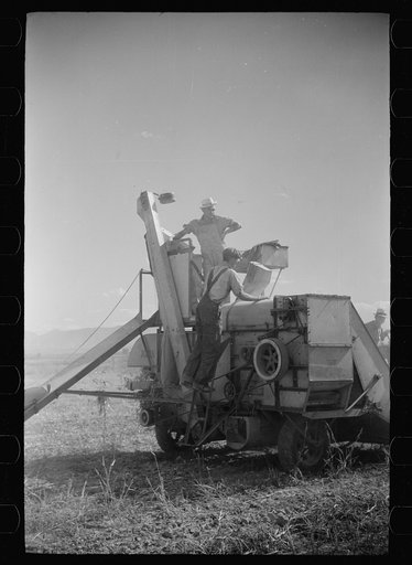 Untitled photo, possibly related to: Bean threshers, western Colorado