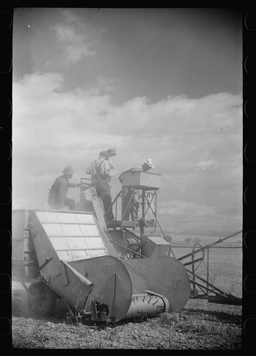 Bean threshers, western Colorado