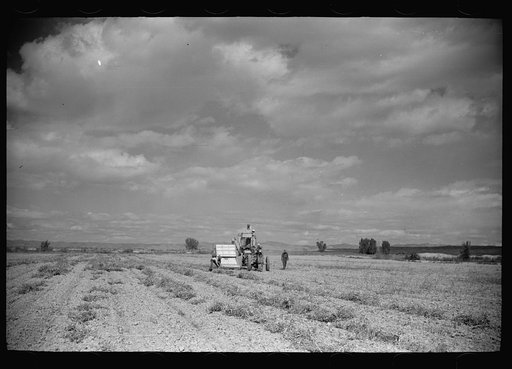 Untitled photo, possibly related to: Bean threshers, western Colorado