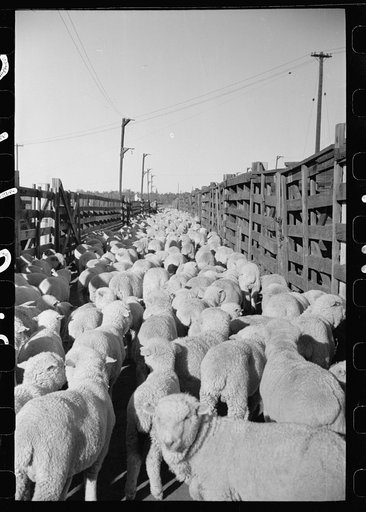 Loading sheep into freight cars, stockyard, Denver, Colorado