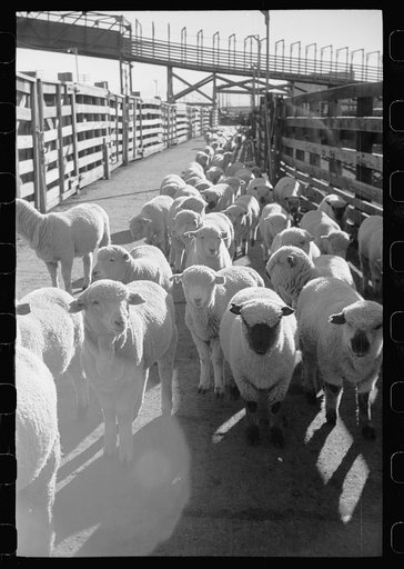 Untitled photo, possibly related to: Loading sheep into freight cars, stockyard, Denver, Colorado