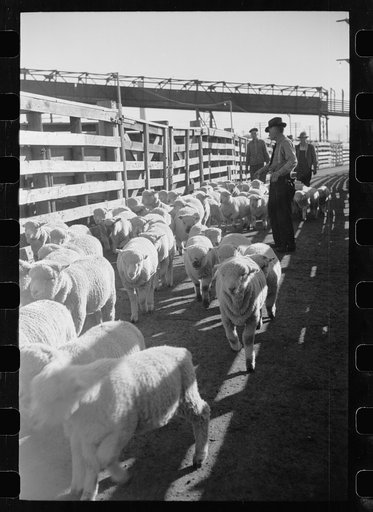 Sheep in stockyard, Denver, Colorado