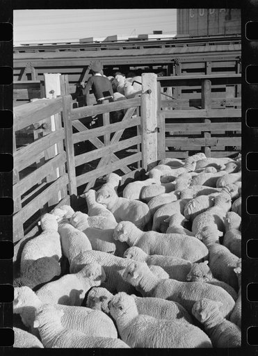 Loading sheep in stockyard, Denver, Colorado