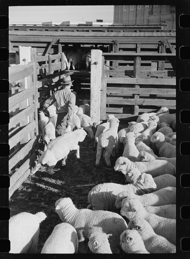 Loading sheep into freight cars, stockyard, Denver, Colorado