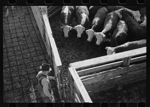 Purpose steers are locked in tent for shipment, stockyard, Denver, Colorado