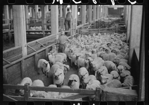 Interior of sheep barn, stockyards, Denver, Colorado