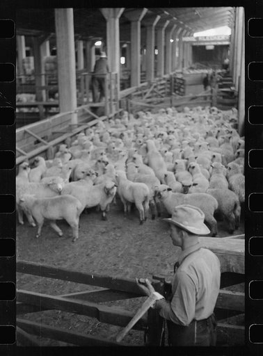 Interior of sheep barns, stockyards, Denver, Colorado