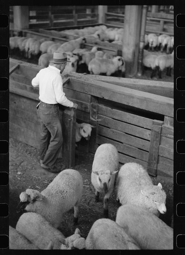Untitled photo, possibly related to: Interior of sheep barns, stockyards, Denver, Colorado