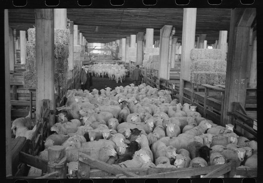 Untitled photo, possibly related to: Interior of sheep barns, stockyards, Denver, Colorado