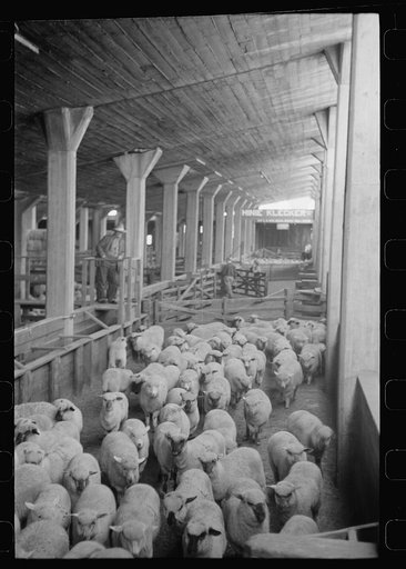 Untitled photo, possibly related to: Interior of sheep barns, stockyards, Denver, Colorado