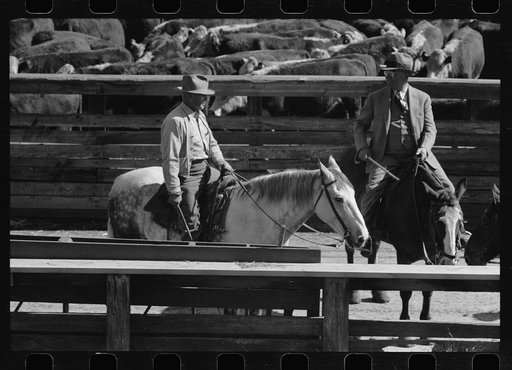 Buyers from the packing plant, stockyards, Denver, Colorado