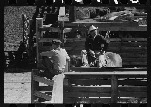 Cattle buyer looking over a pen full of Herefords, Denver, Colorado