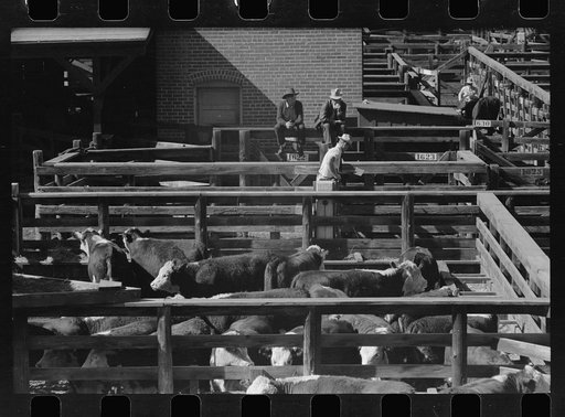 Cattle near the scale house, stockyards, Denver, Colorado