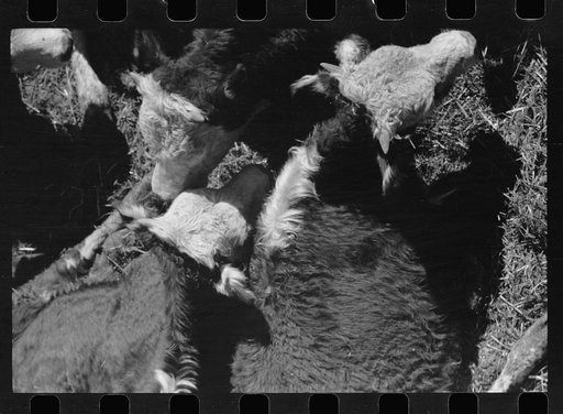 Untitled photo, possibly related to: Calves in stockyard pens, Denver, Colorado
