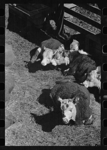 Untitled photo, possibly related to: Calves in stockyard pens, Denver, Colorado