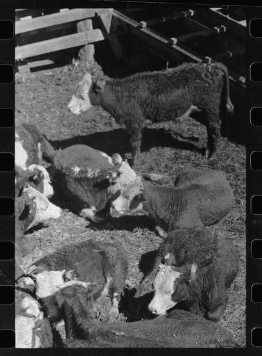 Untitled photo, possibly related to: Calves in stockyard pens, Denver, Colorado