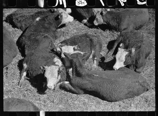 Calves in stockyard pens, Denver, Colorado