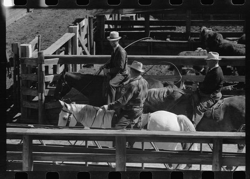 Buyers from the big packing plant in the stockyards, Denver, Colorado