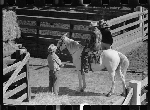 Cattle buyer in stockyards, Denver, Colorado
