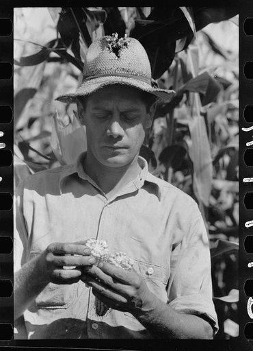 Untitled photo, possibly related to: Farmer looks at the size of the cob in judging quality of hybrid corn, Hardin County, Iowa
